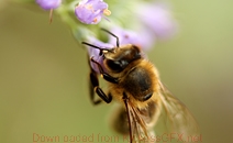 【多语言】全球化的ddos压力在线测试平台